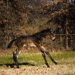 ANGELINA-Out of Gracious N Fabulour (Owned by Nancy Sue Ryan)